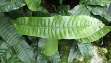 Pyrrosia lingua im Terrarium