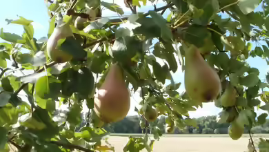 Pyrus communis im Garten pflanzen