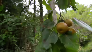 Pyrus pyrifolia im Garten pflanzen