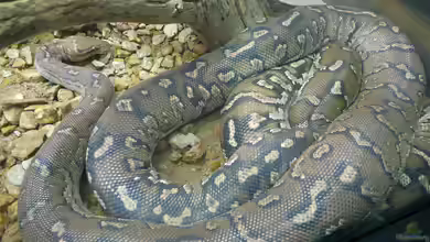 Python anchietae im Terrarium halten