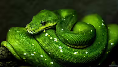 Python-Arten - Ein Überblick über die Riesenschlangen, Lebensweise und Haltung