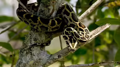 Python bivittatus im Terrarium halten