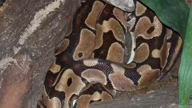 Python regius im Terrarium halten