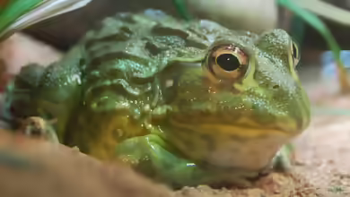 Pyxicephalus adspersus im Terrarium halten