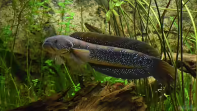 Qiupu River von Christian Andreas