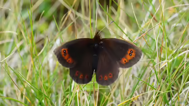 Quellen-Mohrenfalter: Erebia pronoe im Garten