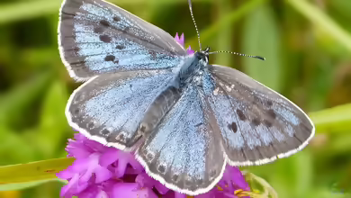Quendel-Ameisenbläuling: Maculinea arion im Garten