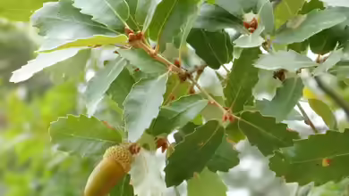 Quercus canariensis im Garten pflanzen