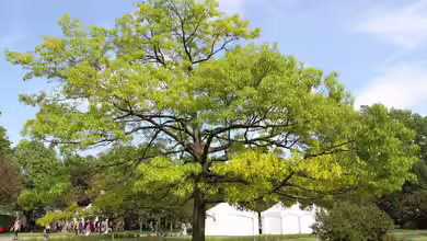 Quercus coccinea im Garten pflanzen