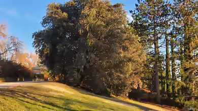 Quercus ilex im Garten pflanzen