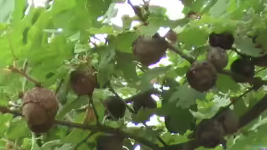 Quercus pubescens im Garten pflanzen
