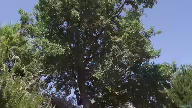 Quercus suber im Garten pflanzen