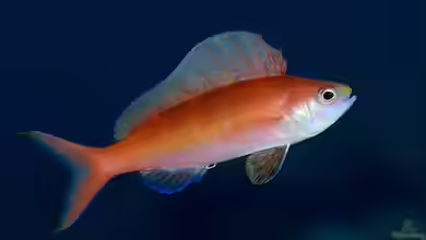 Rabaulichthys suzukii im Aquarium halten