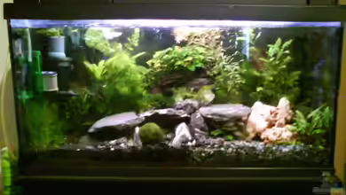 Radargarnelen von Bart Simpson