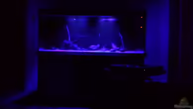 Ragnarok von Tschoui