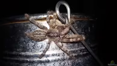Rameshwaram-Ornamentvogelspinne: Poecilotheria hanumavilasumica im Terrarium halten