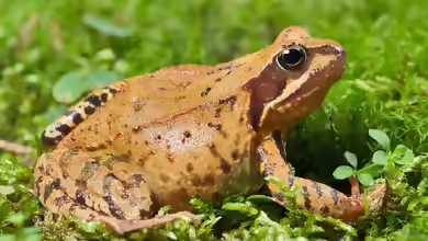 Rana temporaria im Garten