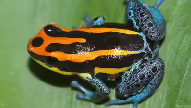 Ranitomeya amazonica im Terrarium halten
