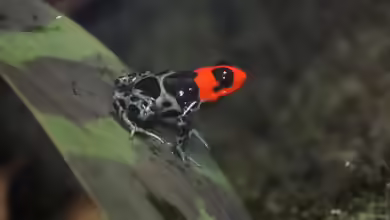 Ranitomeya benedicta im Terrarium halten