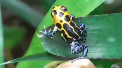 Ranitomeya imitator im Terrarium halten