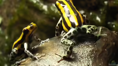 Ranitomeya lamasi im Terrarium halten