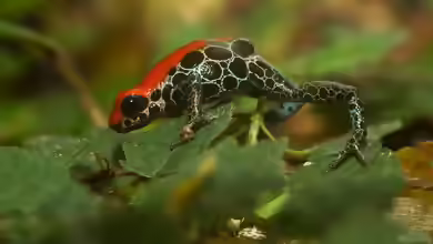 Ranitomeya reticulata im Terrarium halten