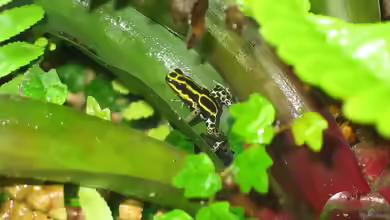 Ranitomeya ventrimaculata im Terrarium halten