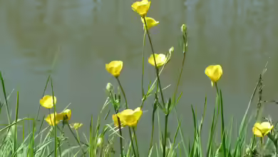 Ranunculus acris im Garten pflanzen