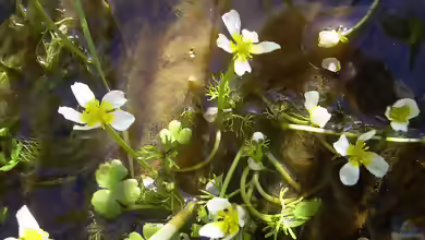 Ranunculus aquatilis am Gartenteich