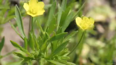 Ranunculus arvensis im Garten pflanzen