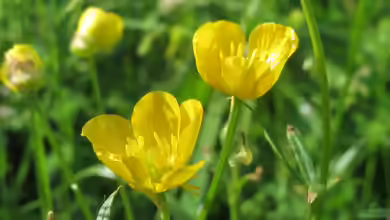 Ranunculus bulbosus im Garten pflanzen
