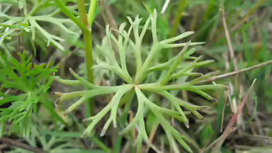 Ranunculus inundatus im Aquarium