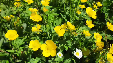 Ranunculus repens im Garten pflanzen