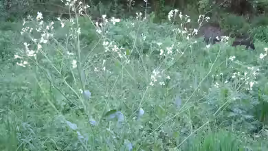 Raphanus raphanistrum am Gartenteich