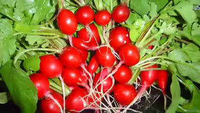 Raphanus sativus var. sativus im Garten pflanzen