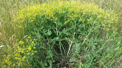 Rapistrum perenne im Garten pflanzen