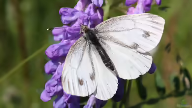Rapsweißling: Pieris napi im Garten