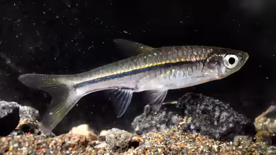 Rasbora argyrotaenia im Aquarium halten