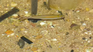 Rasbora dusonensis im Aquarium halten