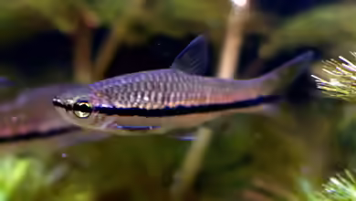 Rasbora einthovenii im Aquarium halten