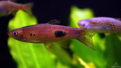 Rasbora kalochroma im Aquarium halten