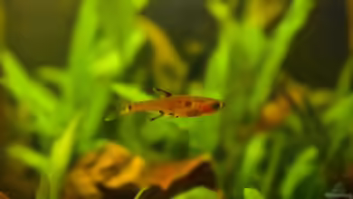Rasbora maculata im Aquarium halten