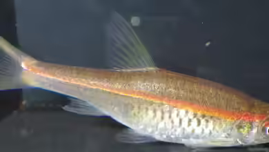 Rasbora pauciperforata im Aquarium halten