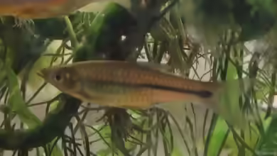 Rasbora paviana im Aquarium halten