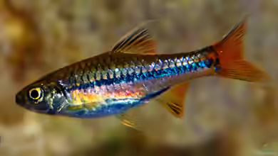 Rasbora sarawakensis im Aquarium halten