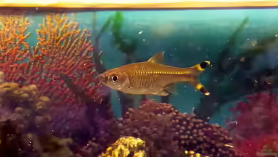 Rasbora trilineata im Aquarium halten