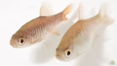 Rasbora vulcanus im Aquarium halten