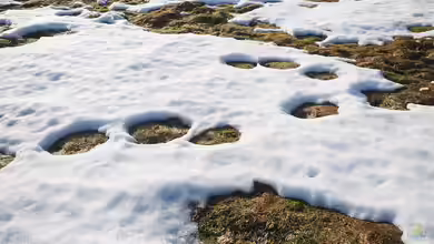 Rasen im Schnee: Schneeschimmel und andere Schäden