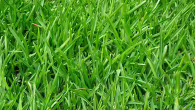 Rasen neu anlegen - Der umfassende Leitfaden für den perfekten Gartenrasen