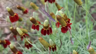 Ratibida columnifera im Garten pflanzen